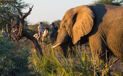 Reitsafari im Tuli Block 