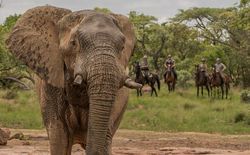 Reitsafari Big Five Ants River Lodge