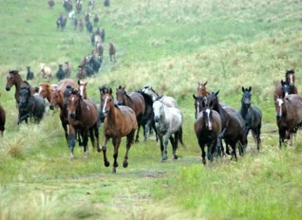 Tag 2-Pferde auf dem Weg zur Estancia