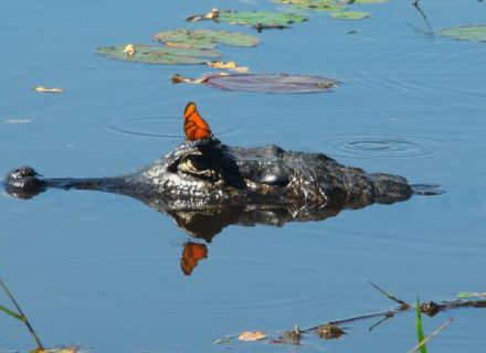 Tag 3 Fazenda Aguapé-