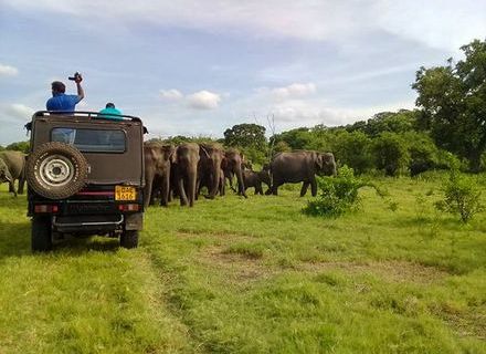 Tag 5 -  Minneriya Nationalpark - Sirigiya Felsen / 3. Reittag-Sri Lanka Minneriya Nationalpark 