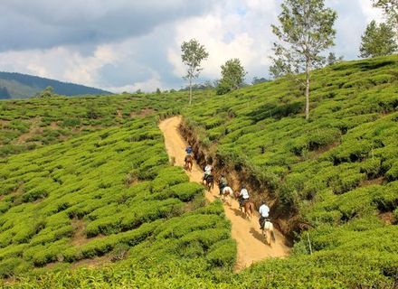 Tag 8 - Zugfahrt nach Ella -Sri Lanka Nuwara Eliya