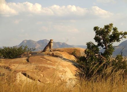 Tag 5 -Gepard auf seiner Aussichtsplattform