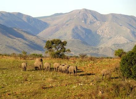 Tag 6-Elefantengruppe im Nkomazi Game Reserve