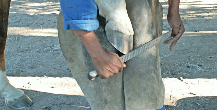 Reit-Safari - Unser Service