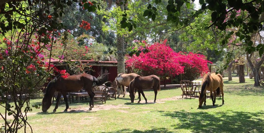 Pferde im Garten der Estancia