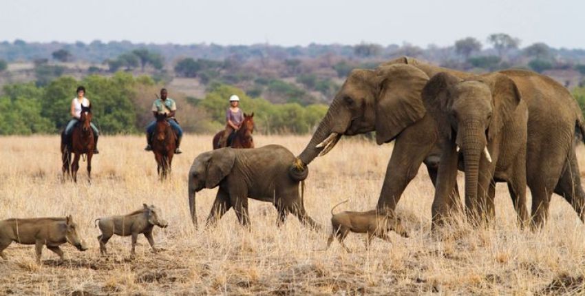 ​Reitsafari Spezial „Das Beste von Botswana“