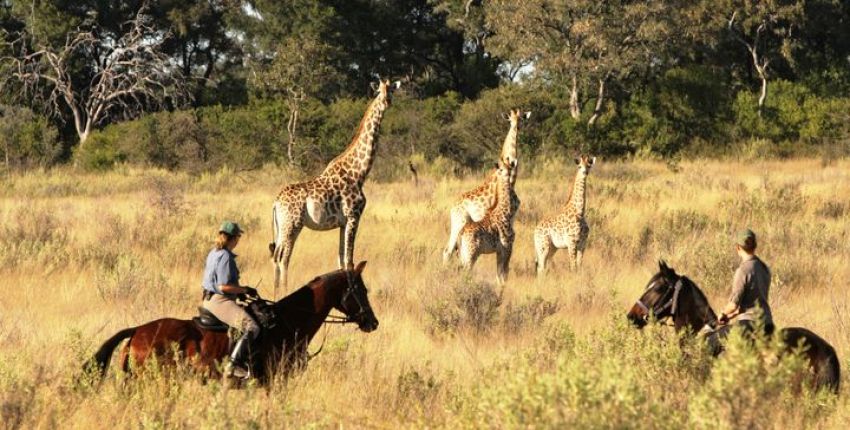 Reitsafari Kujwana im Okavango Delta
