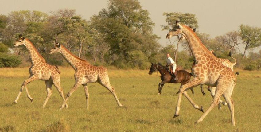 Reitsafari Qwaapo im Okavango Delta