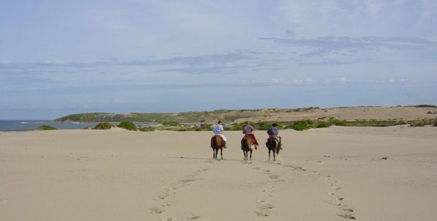 Wanderritt Painted Bird