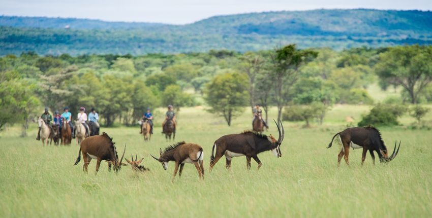 Signature Safari von Lodge zu Lodge