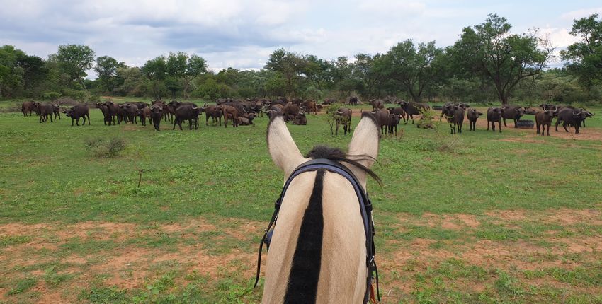 Reiturlaub in Ants Bushwillow Camp 