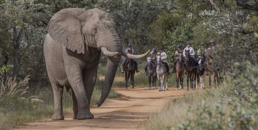 Big Five Reitsafari Ants River Lodge 