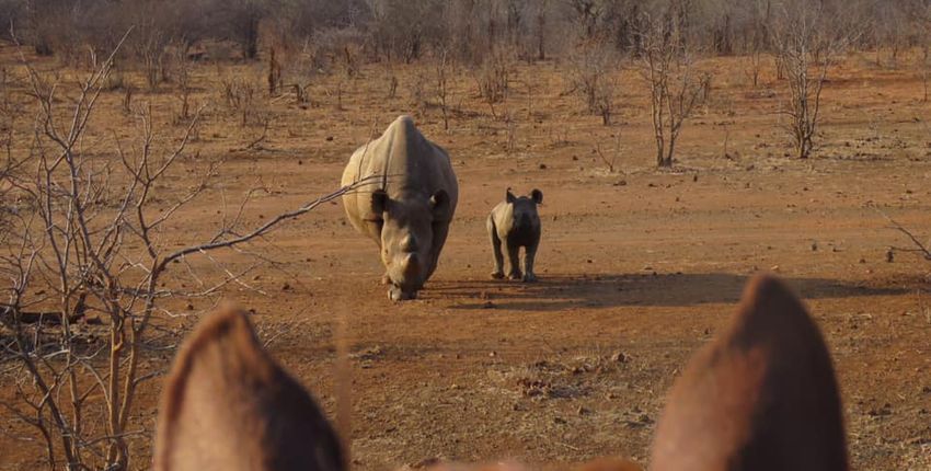 Reitsafari Victoria Falls