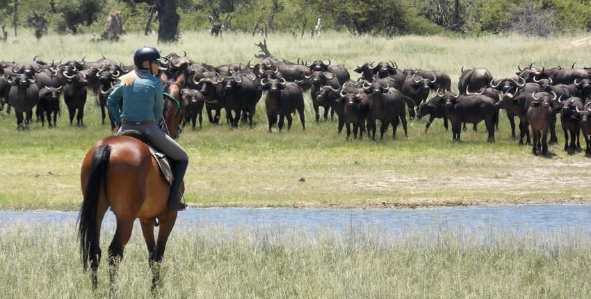 Reitsafaris Hwange - Begegnung mit Büffelherde