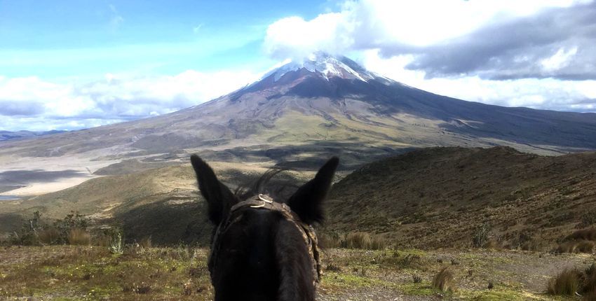 Bilck durch Pferdeohren auf den Vulkan Cotopaxi