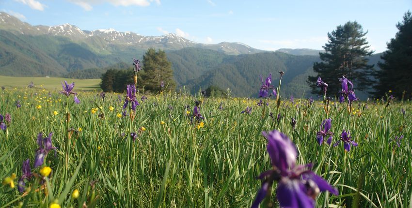 Georgien - Blumenwiese in Tushetien 