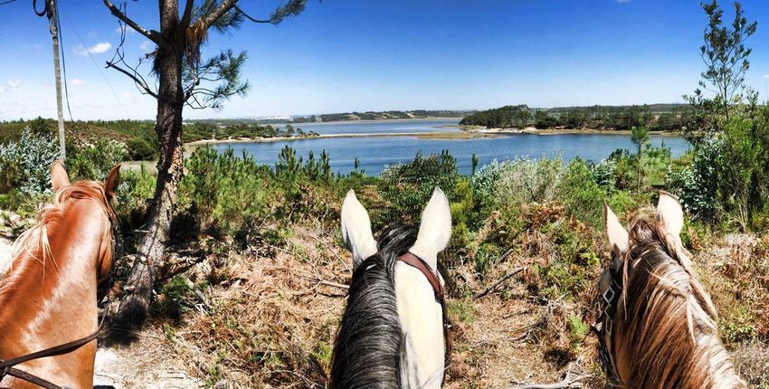 Portugal - Wanderritte auf Lusitanos