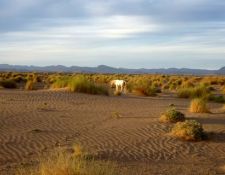Marokko Wanderritt Tafilalet
