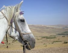 Marokko Wanderritt Königsstädte