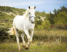 Reiturlaub dalamatinisches Hinterland