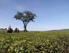 Uganda Wanderritt am Nil 