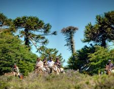 Argentinien-Patagonien-Araukarien