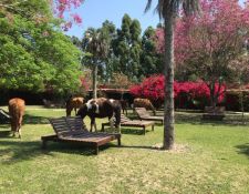 Estancia Corrientes - Garten