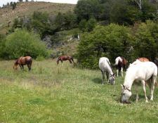 XAndes - Freizeit für die Pferde