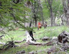 XAndes - uralter Südbuchenwald 