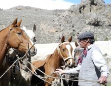 XAndes - Vorbereitung der Pferde