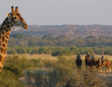Tuli Block - Reiter und Giraffe