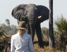 Okavango Delta - Auge in Auge mit Elefanten