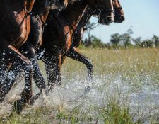 Okavango Delta - Wasser reiten 