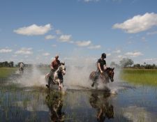 Wassergalopp im Delta