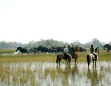 Okavango Delta - beobachten von Elefanten