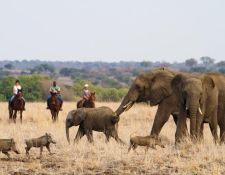 Tuli Block - Elefantenherde mit Jungtieren