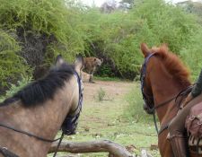 Tuli Block - Begegnung  mit Hyäne