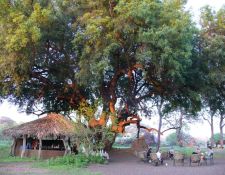 Tuli Block - Bar im Camp Two Mashatus  