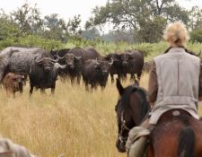 Auge in Auge mit einer Büffelherde