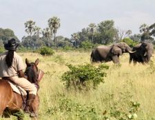 Ellies und Reiter im Delta