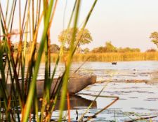 Mokoro und Flusspferd in einer Lagune
