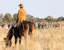 Neugierige Zebras beobachten den Reiter