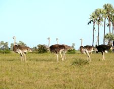 Reitsafari Delta & Desert - Kalahari Wüste