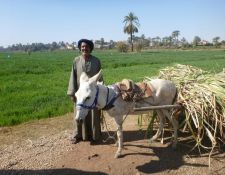 Bauer mit seinem Esel