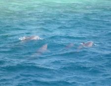 Delfine im Roten Meer