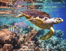 Schildkröten im Roten Meer