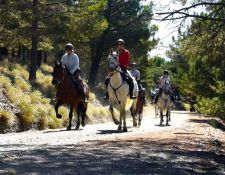 Forstweg nach Trevelez