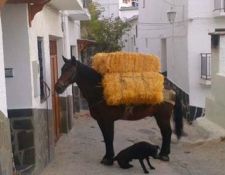 Maultier in Trevelez