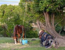 Kenia Reitsafari Maasai Mara Conservancies